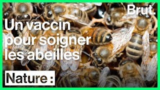 Des Scientifiques Finlandais Ont Créé Un Vaccin Pour Les Abeilles