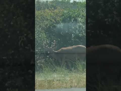 Healthy Buck     