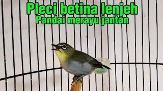 Awas pleci jantanmu langsung ngamuk pleci betina birahi manggil jantan, sekali call pleci nyaut