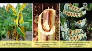 Penyakit Layu Bakteri pda Tanaman Pisang