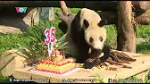 
      Gấu trúc Xingxing đón sinh nhật lần thứ 35 | VOVTV
    