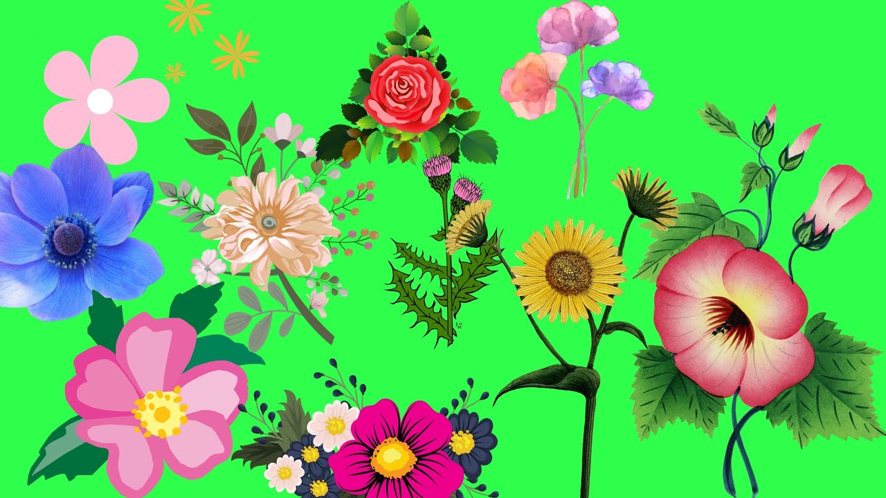 100 +Cartoon flowers Green screen animation video