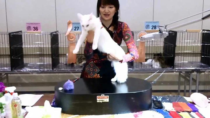 Video 2818551: white turkish angora cat, odd eyes turkish angora, turkish angora female, cat japan