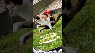 Kucing Akrobat? Gaya Buang Air Paling Aneh! 🐱😂 #kucinglucu #perilakuhewan