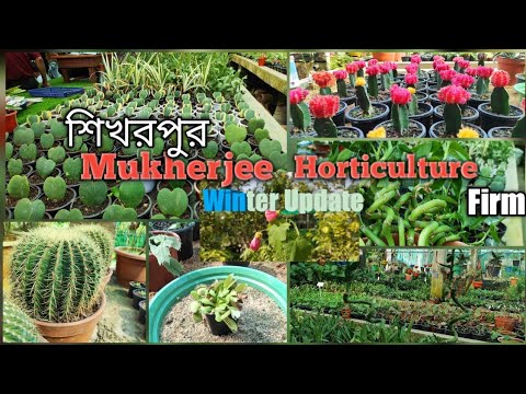 ভিডিও: কীভাবে 