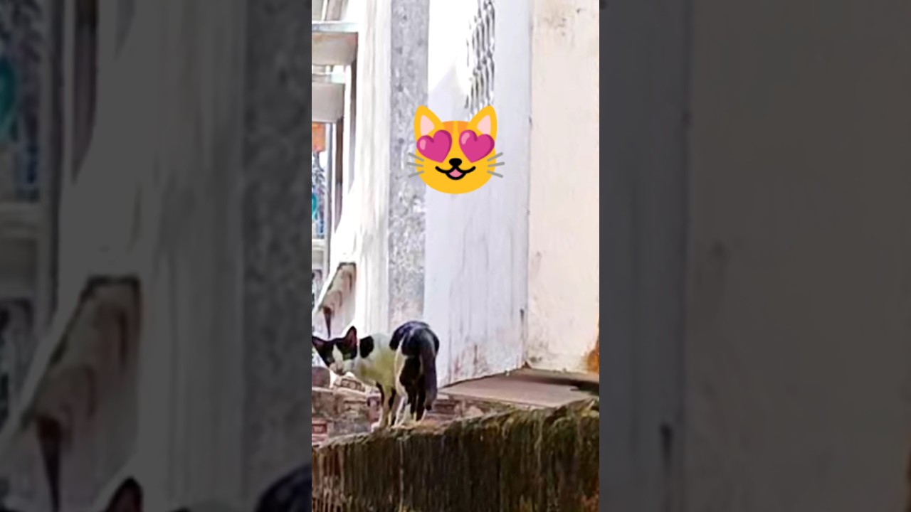 Cat walk 🐾🐱 // 