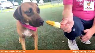 Giving Day: Woof Gang Bakery & Grooming Play Group!