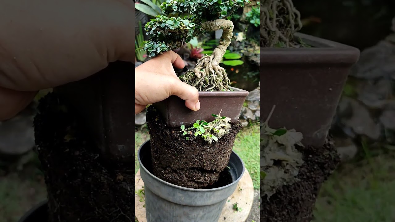 On average, all plants need to be treated like this frequently 🌳‼️#bonsai #asmr #bonsaitree #garden