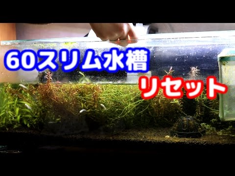 ジャングルな60スリム水槽リセット 次のレイアウトは Youtube