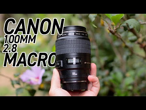 Vídeo: Melhores Lentes Macro Canon