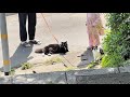 A Sunny Day Walk with Our Cats🐈⬛🐈⬛☀️お天気良いのでみんなでお散歩