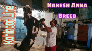 Junaid Bhai Ki Nayaab Hyderabadi Nasal Goats Ka Saukh  Top Line Hyderabadi Goats