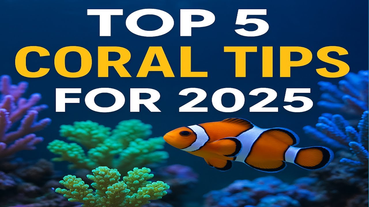 Top 5 Coral Care Tips for a Thriving Reef Tank in 2025 🌊