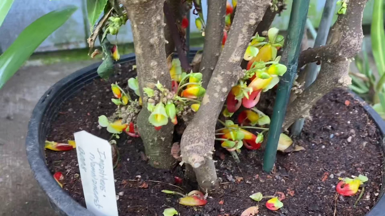 Trip to plant house 1 YouTube