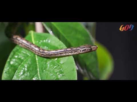 The Wildest Side of Goa