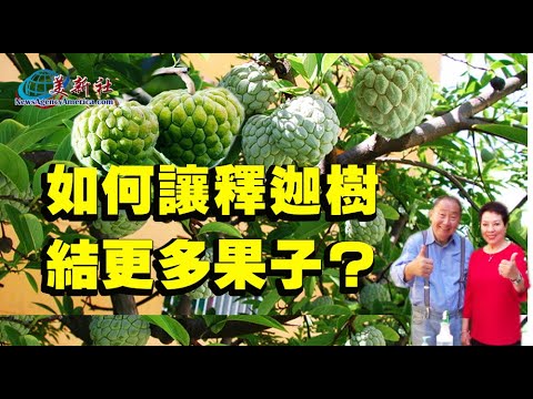 釋迦種植，如何讓釋迦樹結更多果子？ - YouTube