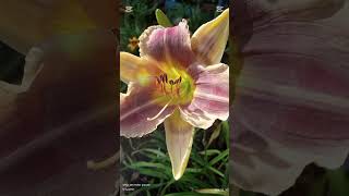 Daylilies Of The World flower orchid nature garden daylilies lilies orchidflower flowers