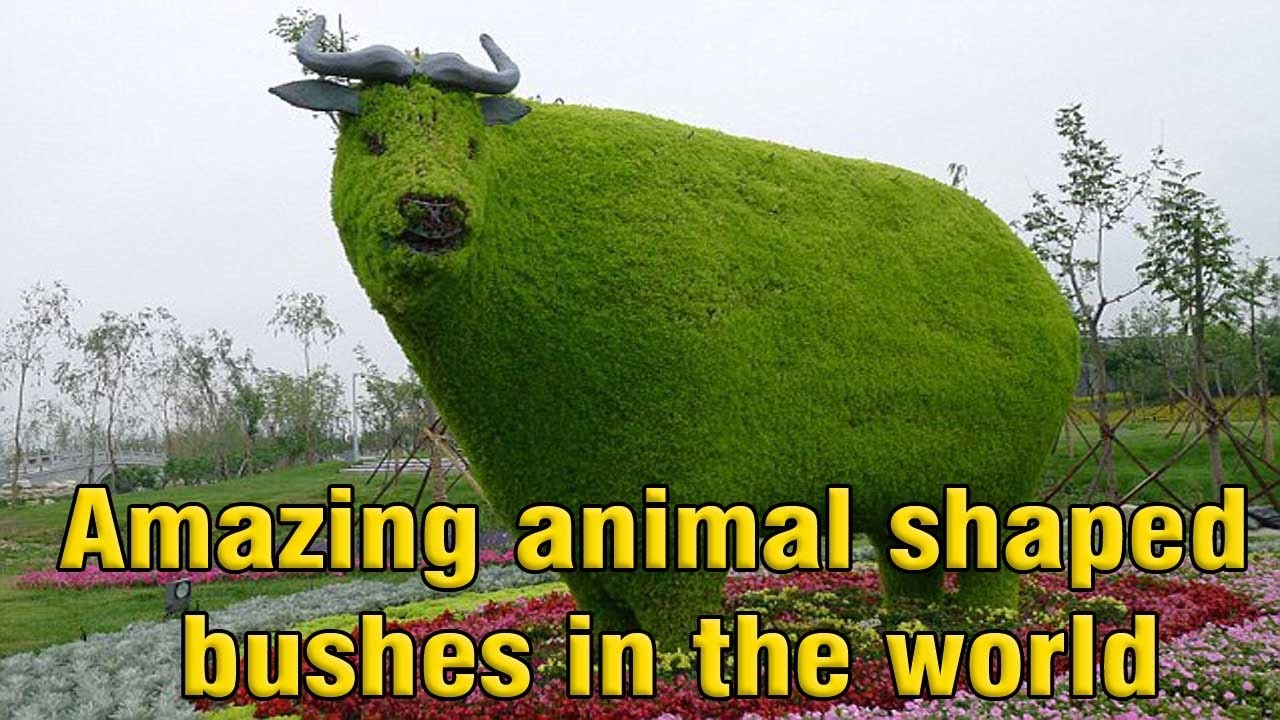 Amazing animal shaped bushes in the world YouTube