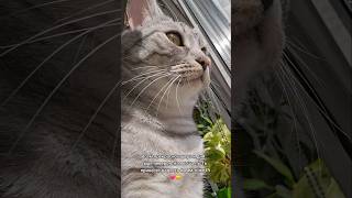 Без кота - жизнь пуста #котейка #котейкамоя #кошара #милота #тиктокнутая #трендытиктока #рекипж