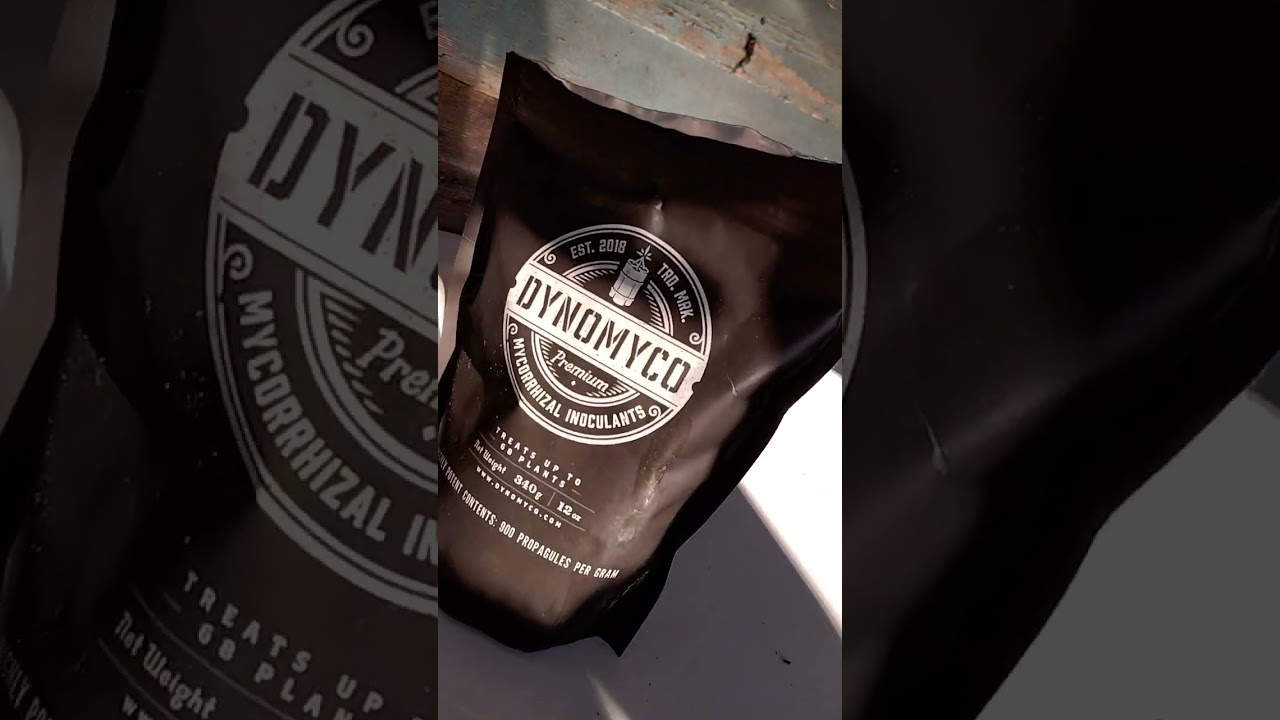 Dynomyco & overdrive💥 