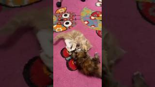 Yakari und Sunny 22.03.2026 #funny #kitten #maincoone