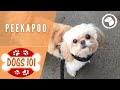 Dogs 101 PEEKAPOO Top Dog Facts About The PEEKAPOO DOG BREEDS рџђ BrooklynsCorner Dogs 101 PEEKAPOO Top Dog Facts About The PEEKAPOO DOG BREEDS рџђ BrooklynsCorner