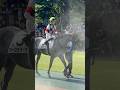 オーロラアーク❤️柴田大知騎手🏇美人芦毛女子💕 2026/5/9 東京競馬場 パドック #芦毛 #horse #競馬 #horseracing #東京競馬場