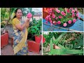 (Male flowers)మగ పూలు లేకుండా గుత్తులుగా కాయలు//విత్తనాలు ఎవరు ఇచ్చారు//వెరైటీ మందారం..