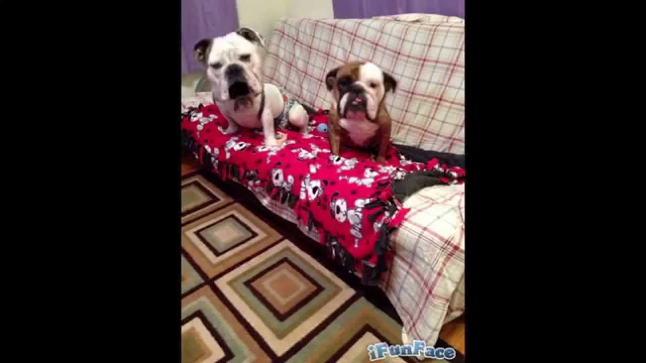 Poo Diaries camera iphone 8 plus apk