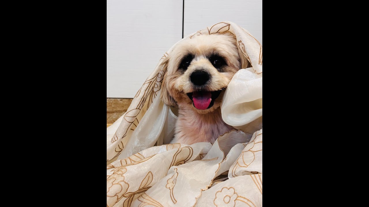 Explaining pet adoption prototype on figma(Full Stack Project)