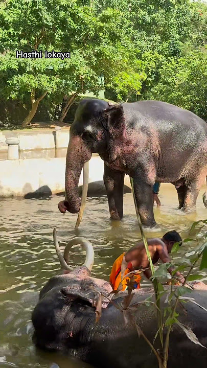 සිංහට නාලා ඇතිද අනේ #kandyesalaperahera #elephant #shinharaja