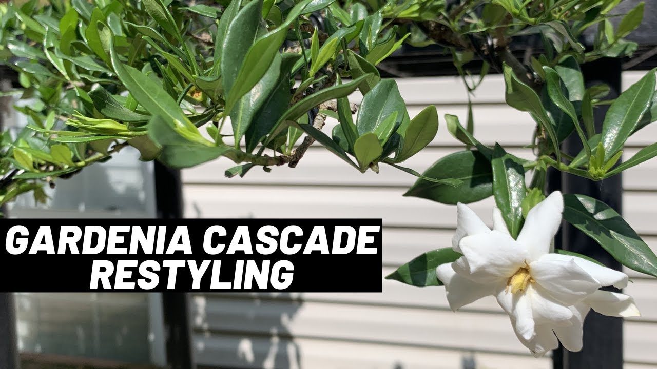 Dwarf Gardenia Cascade Restyling Work - The Bonsai Supply
