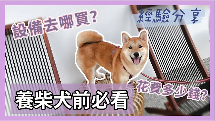 SHIBA｜柴宝小乐日记｜养柴犬前必看，养柴犬要花多少钱？ - 天天要闻