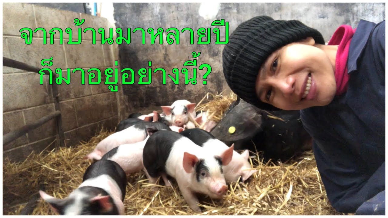 332#มีความสุขได้ถ้าใจบอกว่าพอ ไปฟาร์มด้วยค่ะ คนอังกฤษส่วนใหญ่ไม่มีที่ดิน? camera iphone 8 plus apk