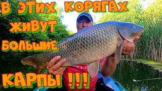 картинка: Ловля КАРПА в КОРЯГАХ на ПРОСТУЮ СНАСТЬ ! Рыбалка на УДОЧКУ с БОКОВЫМ КИВКОМ .