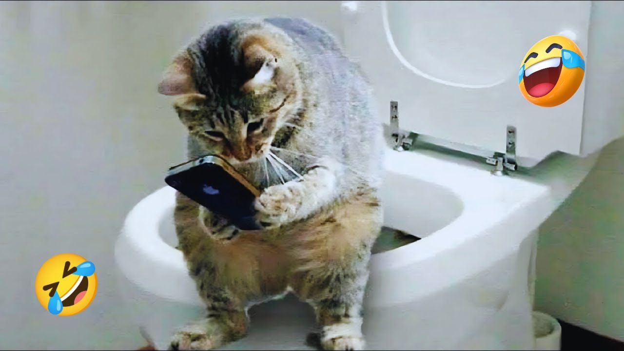 Funny cat falling in bathtub 😅😸 Cat's Bathtub Mishap compilation 😹🐱 ...