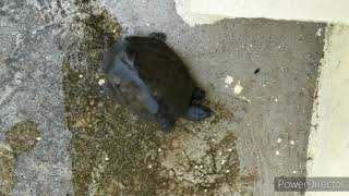 intipaaina view// tirupati// Mr.well( tortoise) morning walking || tirumala hill morning view screenshot 5