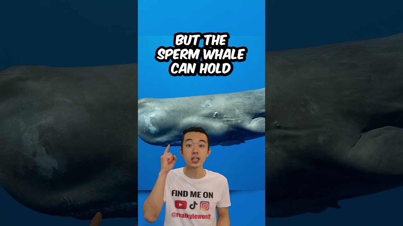 ANIMALS YOU DONT WANT to have a BREATH HOLDING COMPETITION with!