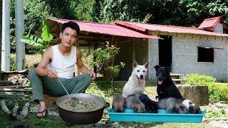 Caring for My Farm Dogs With Homemade Fish Porridge, Building a Wooden Farm Fence | Nature Therapy screenshot 5