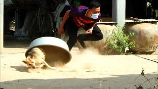 Aluminum Big Box vs Prank Dog Very Funny - Must Watch Funny Comedy New Prank With Try To Stop Laugh