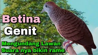 Download Lagu perkutut betina memanggil jantan manggung gayer sangat gacor MP3