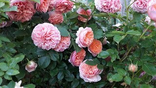 Роза  Chippendale ( Tantau) в моём саду.