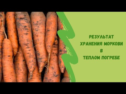 Результат хранения моркови. Март 2024 г.