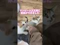 ㊗️ワンピース三兄弟に家族ができました！たくさん愛してもらってね💖 #保護猫カフェ #cat #保護猫 #飛騨高山