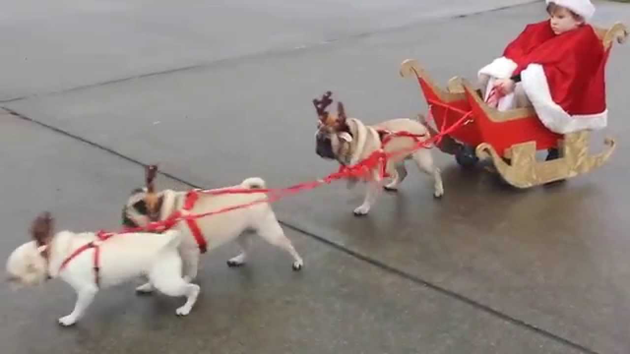 reinpugs pulling kid santa in sleigh youtube