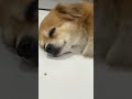 Full Video Below KokoniDog CuteKokoni KokoniWorld PuppyAdventures KokoniCutie PuppyMoments Full Video Below KokoniDog CuteKokoni KokoniWorld PuppyAdventures KokoniCutie PuppyMoments
