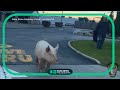 Ohio State Troopers capture runaway pig at McDonald&#39;s drive-thru