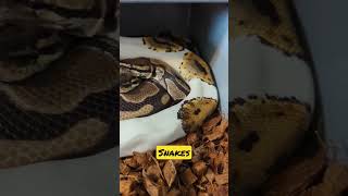 Who Says Snakes Cant Love