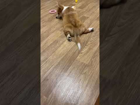 Корги жопка - YouTube