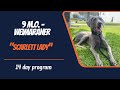 WEIMARANER/ DOG TRAINING の動画、YouTube動画。